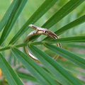 Sunning Lizard, 14K gold